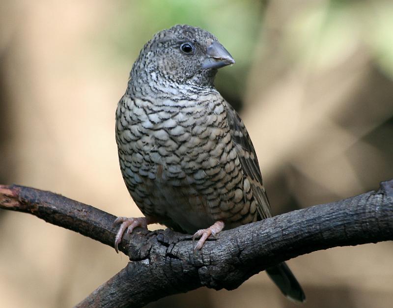 frieda 054.jpg - Bandkeelvink wyfie .Cut-throat Finch..Hulle roep  'n 'Ee-eee-ee roep